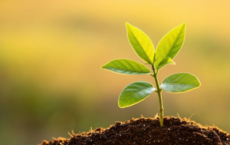 Torf ogrodniczy wrocław